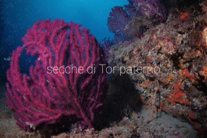 Апартаменти Rome Sea Лідо-ді-Остія Екстер'єр фото